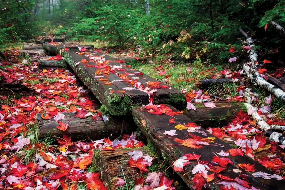 Orange and red leaves on a small bridge on the ground