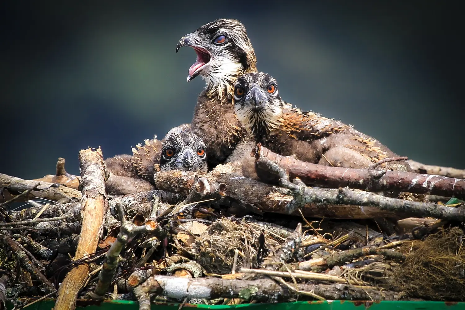 Three Osprey chicks sit in a nest above a Sheepscot River aid to navigation. Near Boothbay Harbor, Maine.